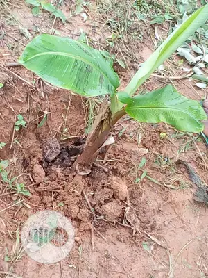 Plantain Suckers