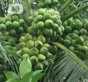 Hybrid Vietnam 24months Coconut Seedlings