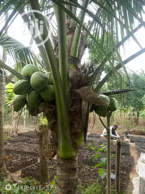 Dwarf Coconut Seedlings
