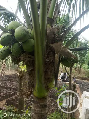 Dwarf Coconut Seedlings