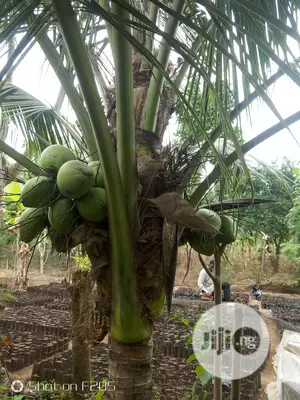 Dwarf Coconut Seedlings