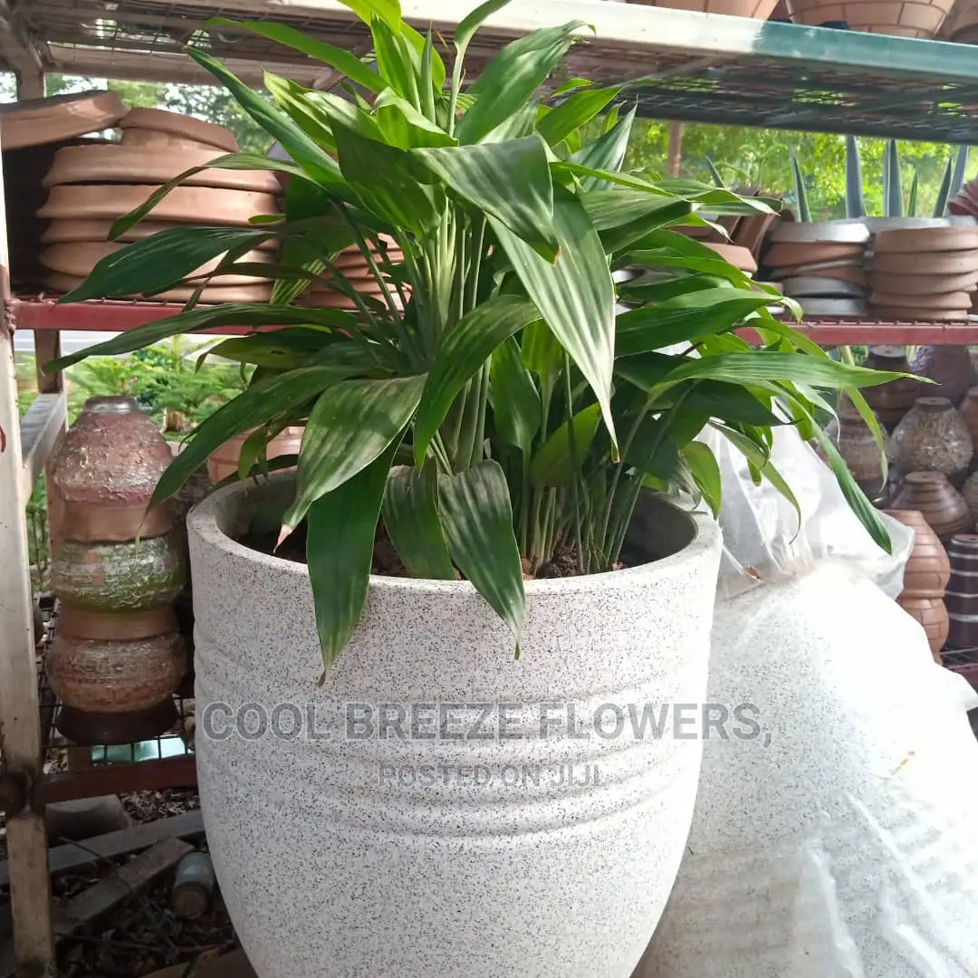 Air Purifiers For Indoors And Outdoors