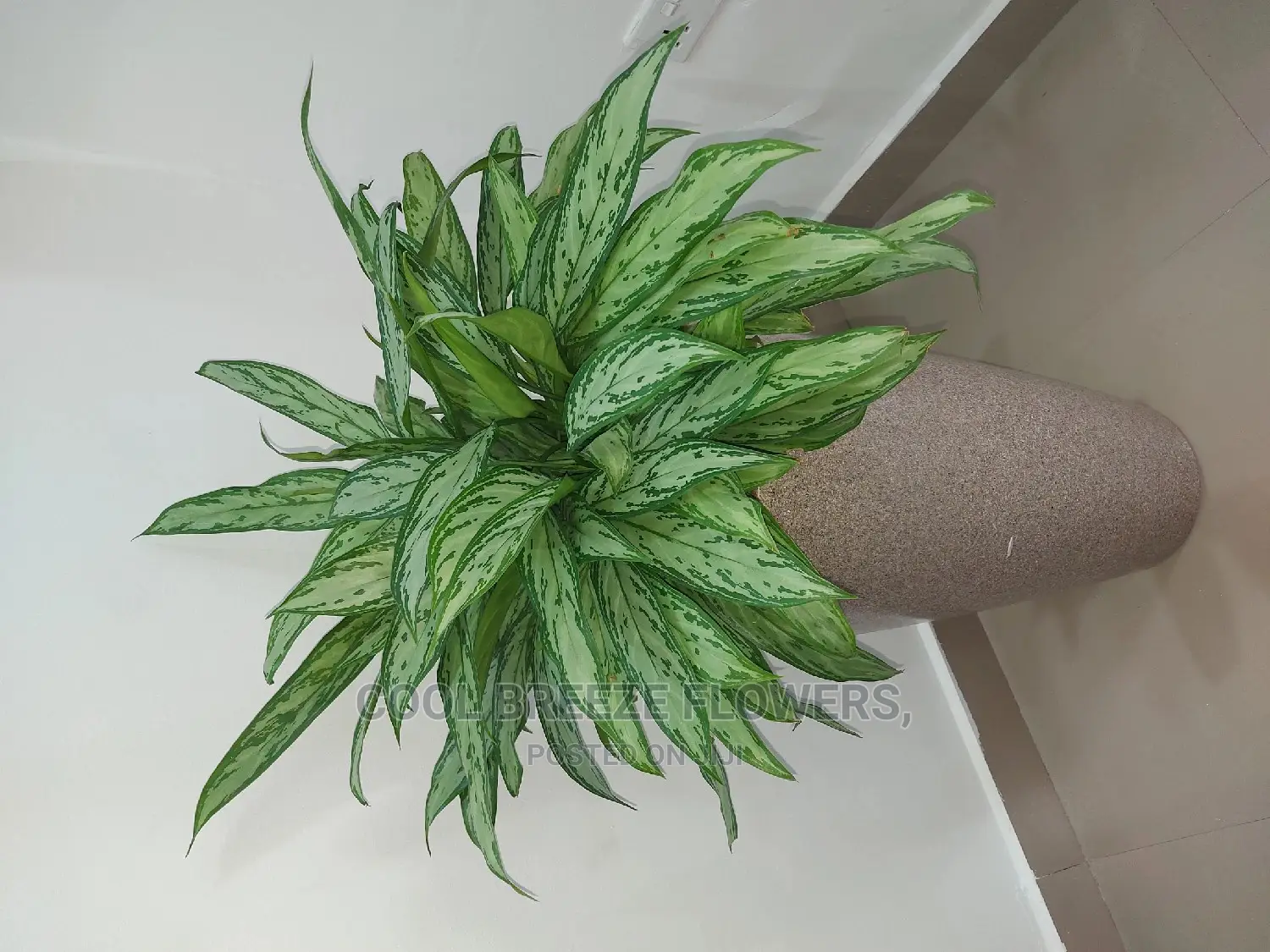 Air Purifiers For Indoors And Outdoors