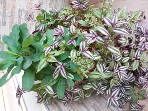 Air Purifiers For Indoors And Outdoors