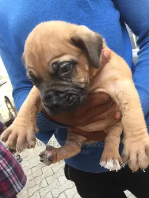 1-3 months Female Purebred Boerboel