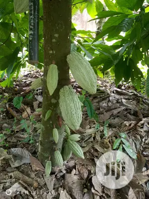 Hybrid Cocoa Seedlings