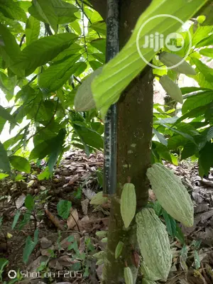 Hybrid Cocoa Seedlings