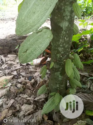 Hybrid Cocoa Seedlings