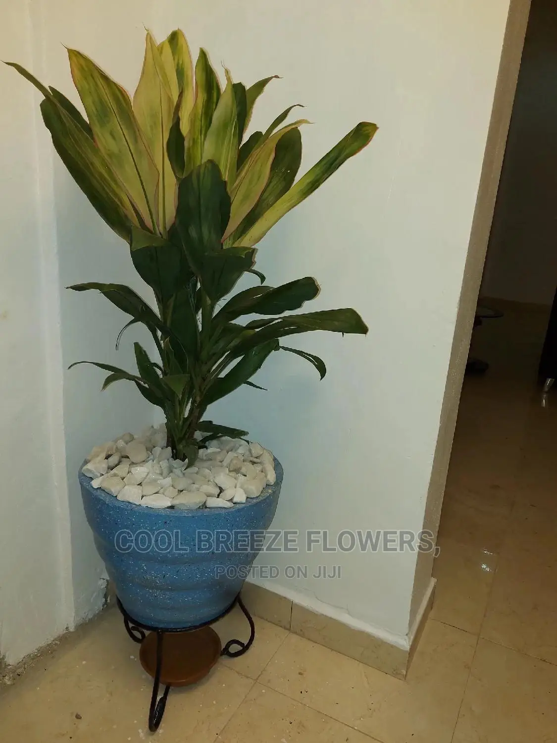 Indoor Poted Plants For Air Purification