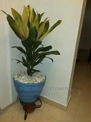 Indoor Poted Plants For Air Purification