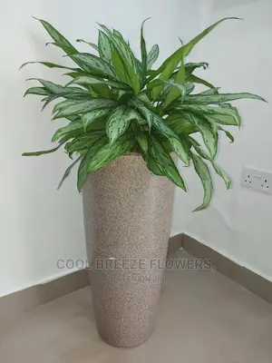 Indoor Poted Plants For Air Purification