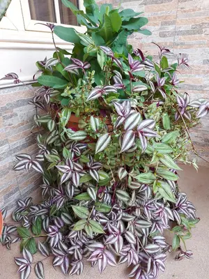 Indoor Poted Plants For Air Purification