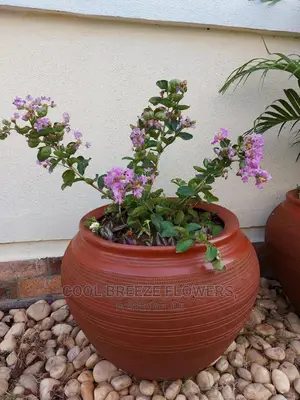 Indoor Poted Plants For Air Purification