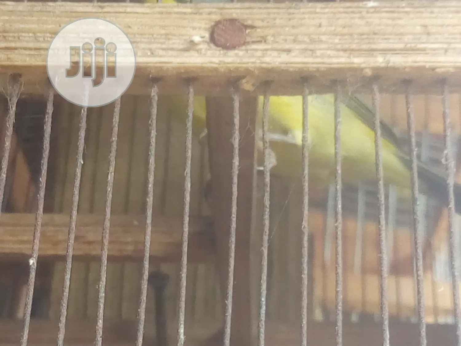 Canary Is Available for Sale