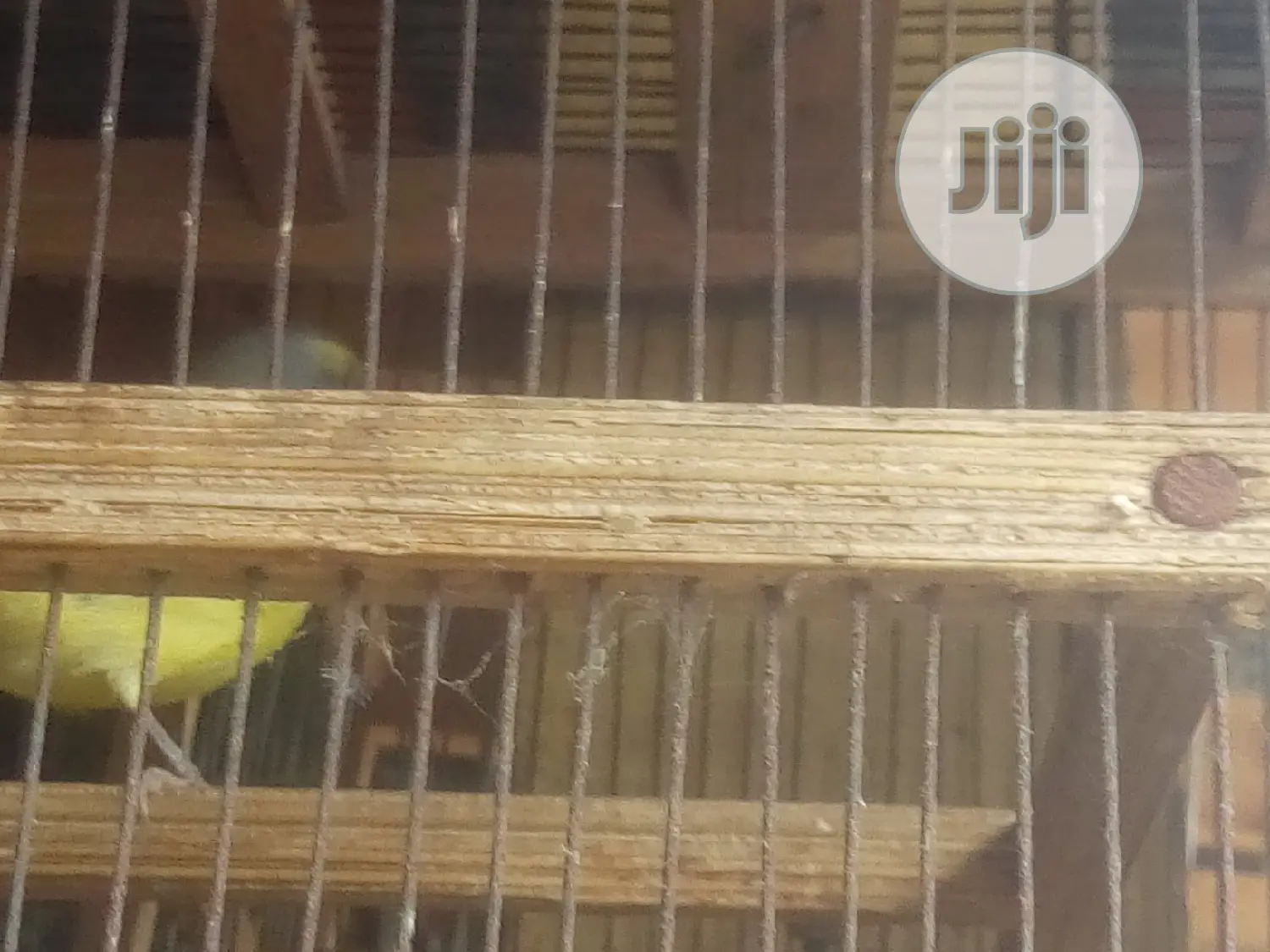 Canary Is Available for Sale