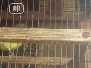 Canary Is Available for Sale