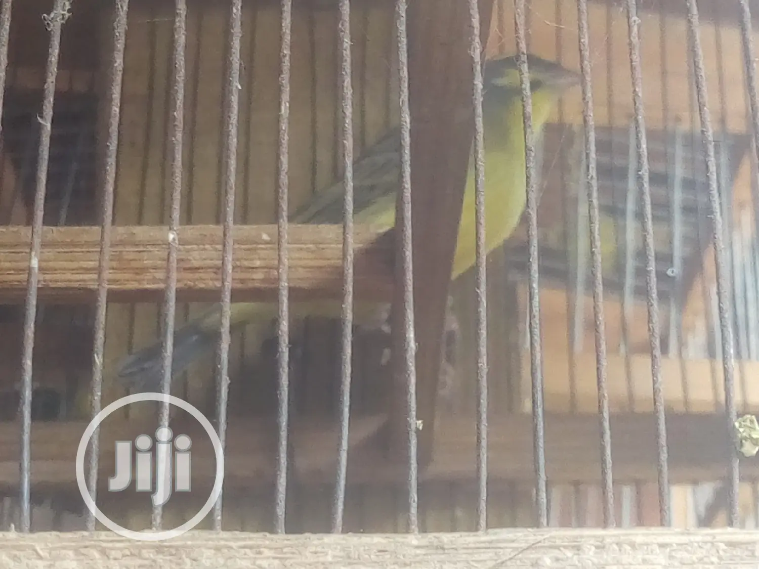 Canary Is Available for Sale