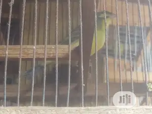 Canary Is Available for Sale