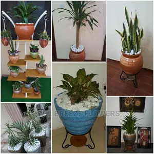 Beatuful Flowers And Pots For Indoor & Outdoor Plants
