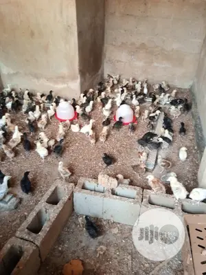 Four Weeks Noilers Available for Sale