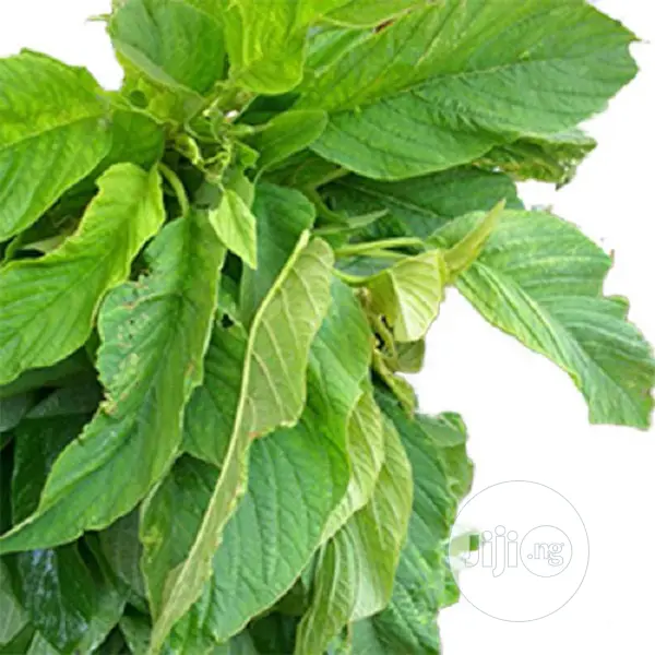 GREEN ( TETE ) Amaranthus Vegetable Seeds