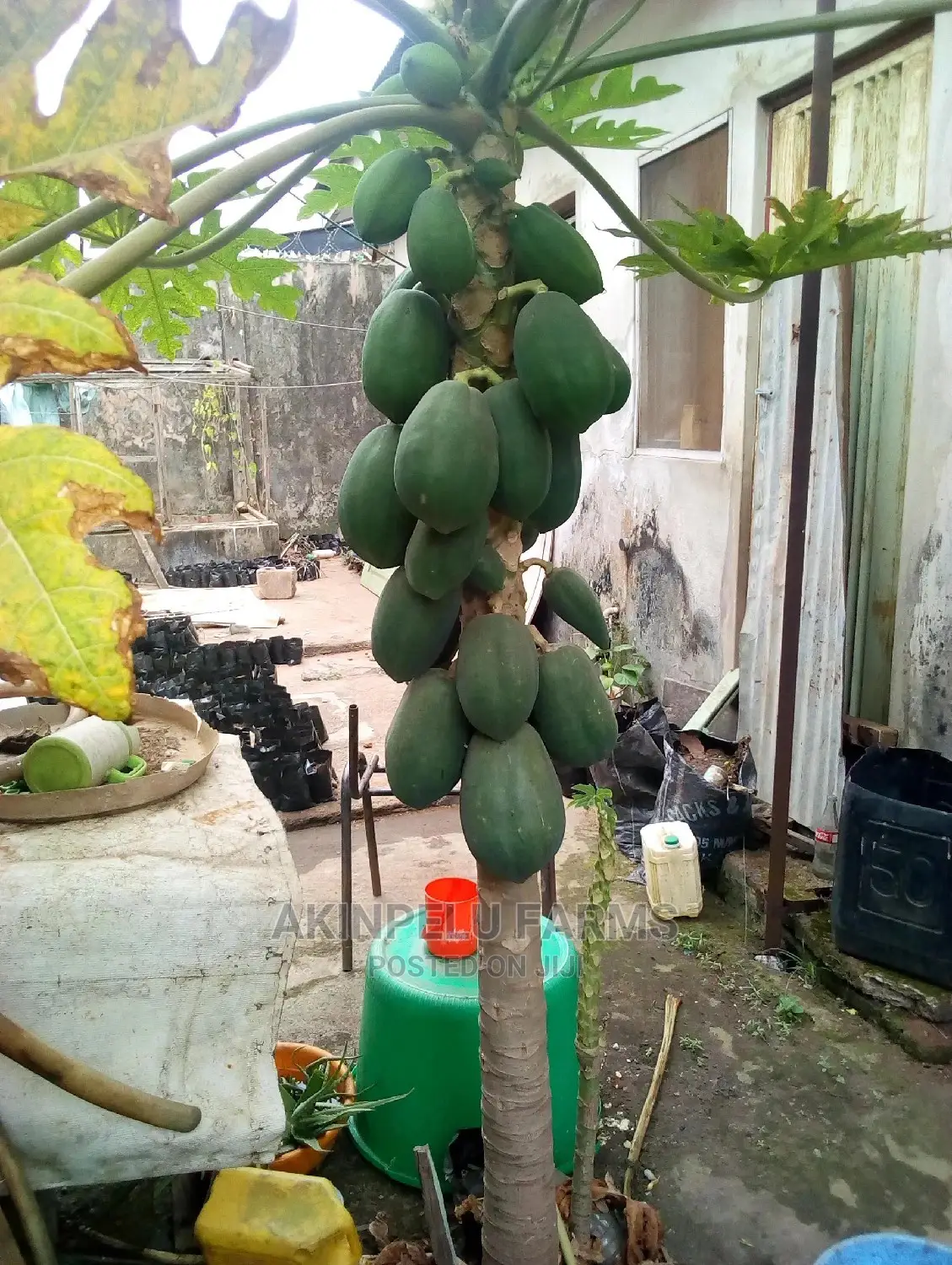 Dwarf Pawpaw Seedlings