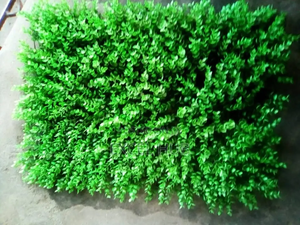 Wall Grass