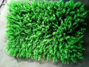 Wall Grass