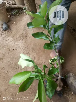 Shardock Seedlings