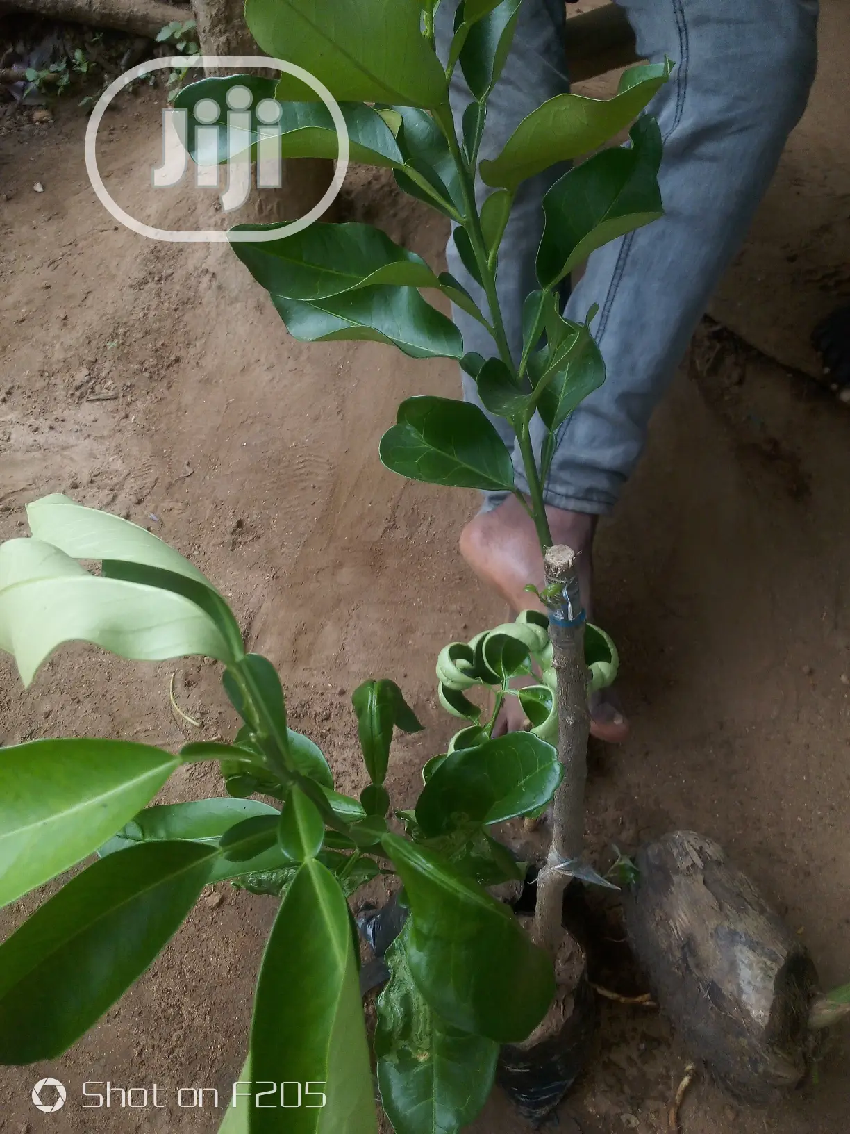 Shardock Seedlings