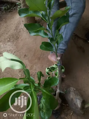 Shardock Seedlings