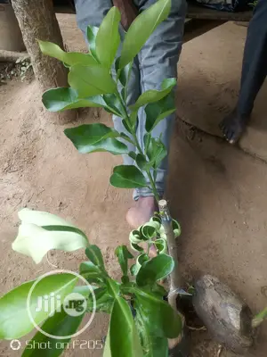 Shardock Seedlings