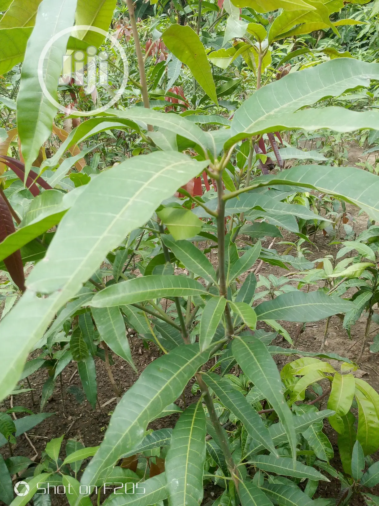 Mango Seedlings