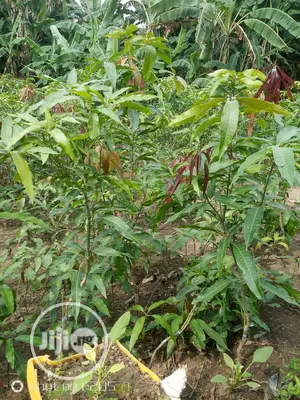 Mango Seedlings