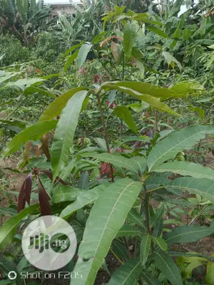 Mango Seedlings