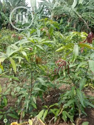 Mango Seedlings