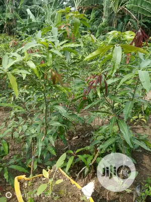 Mango Seedlings