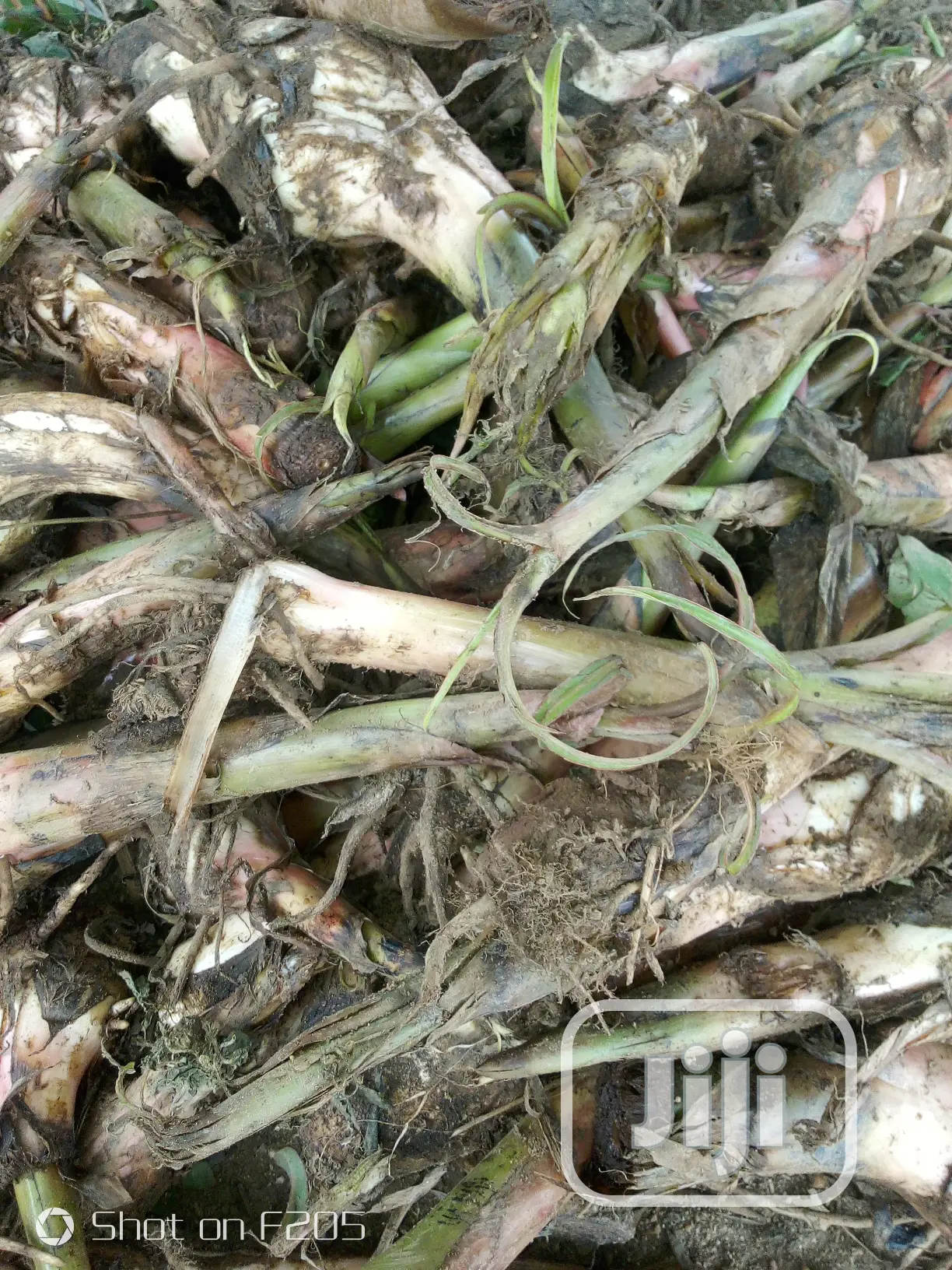 Elephant Giant Plantain Suckers