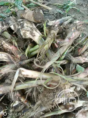 Elephant Giant Plantain Suckers