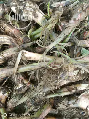Elephant Giant Plantain Suckers
