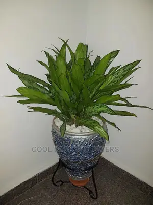 Air Purifying Plants