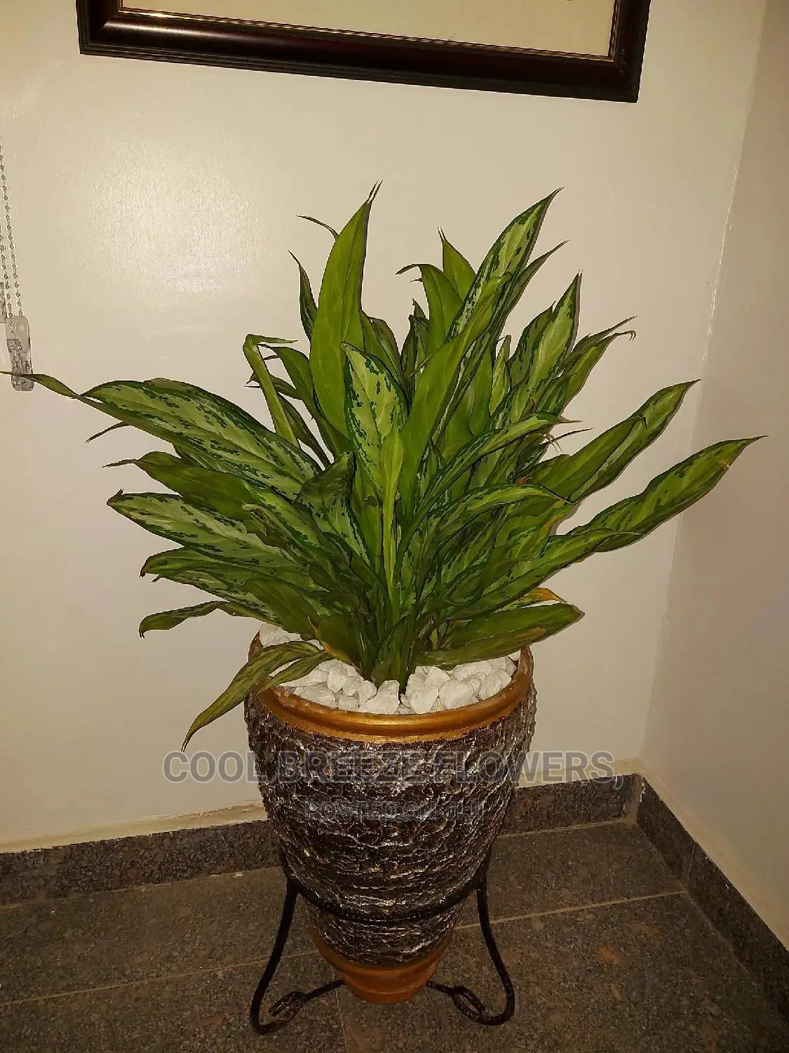 Air Purifying Plants