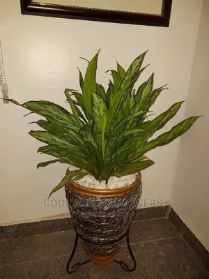 Air Purifying Plants