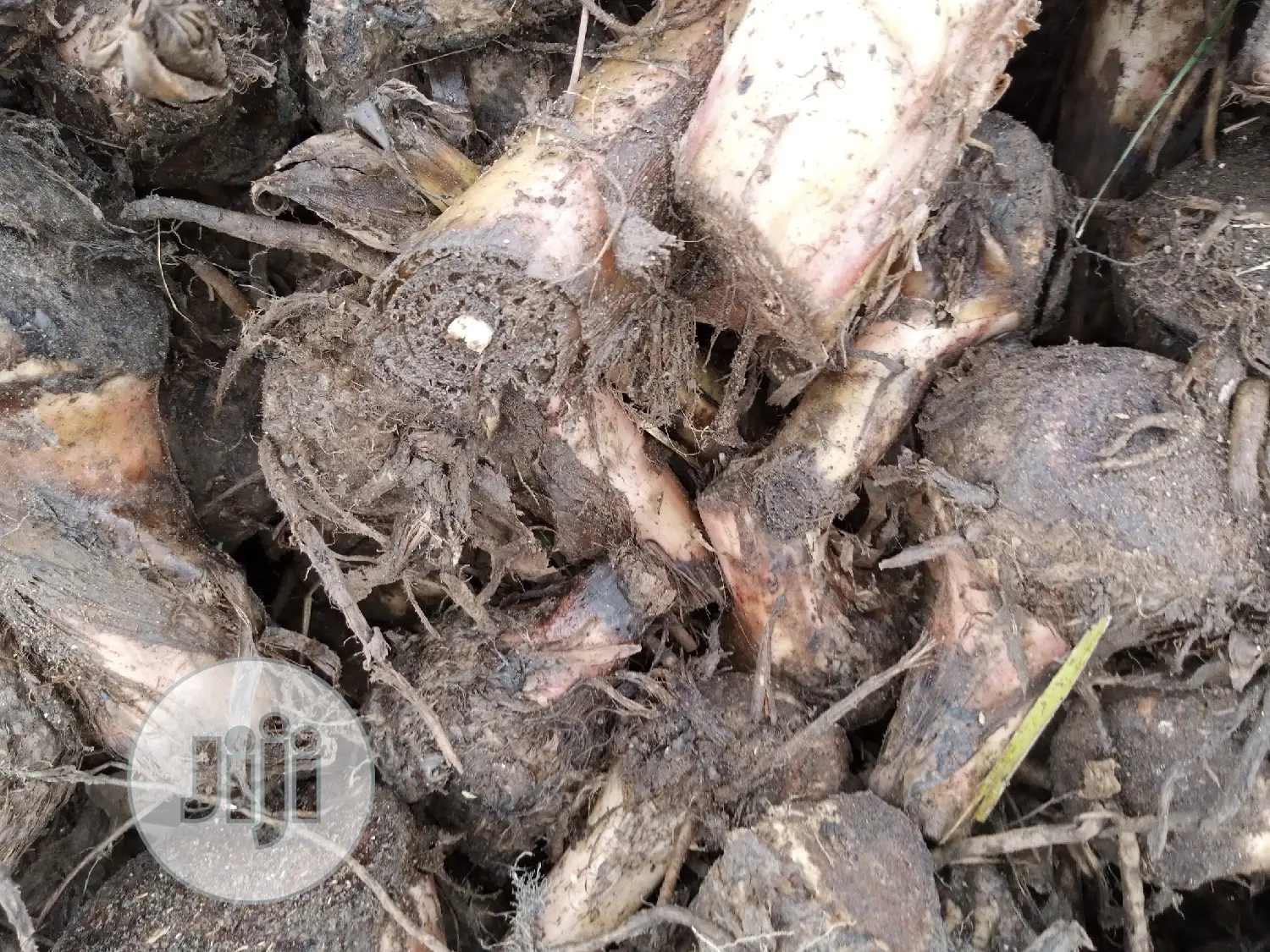 Hybrid Plantain Suckers