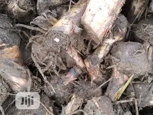 Hybrid Plantain Suckers
