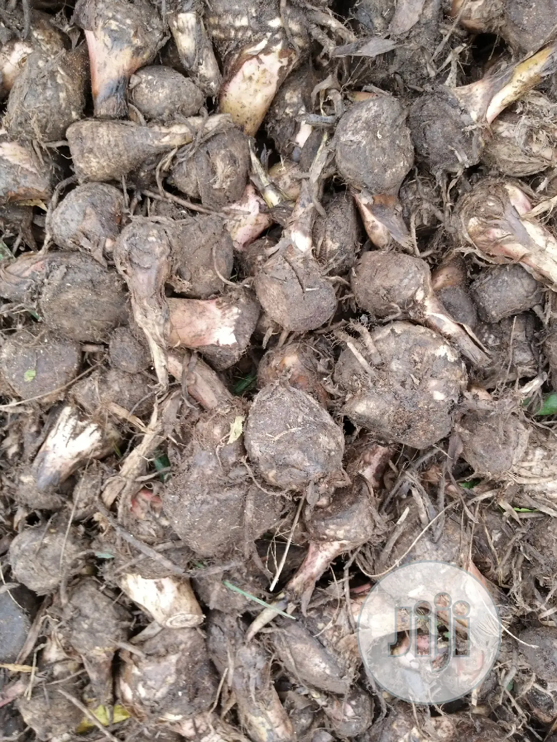 Hybrid Plantain Suckers