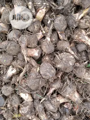 Hybrid Plantain Suckers