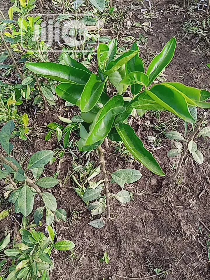 Budded Citrus Seedlings