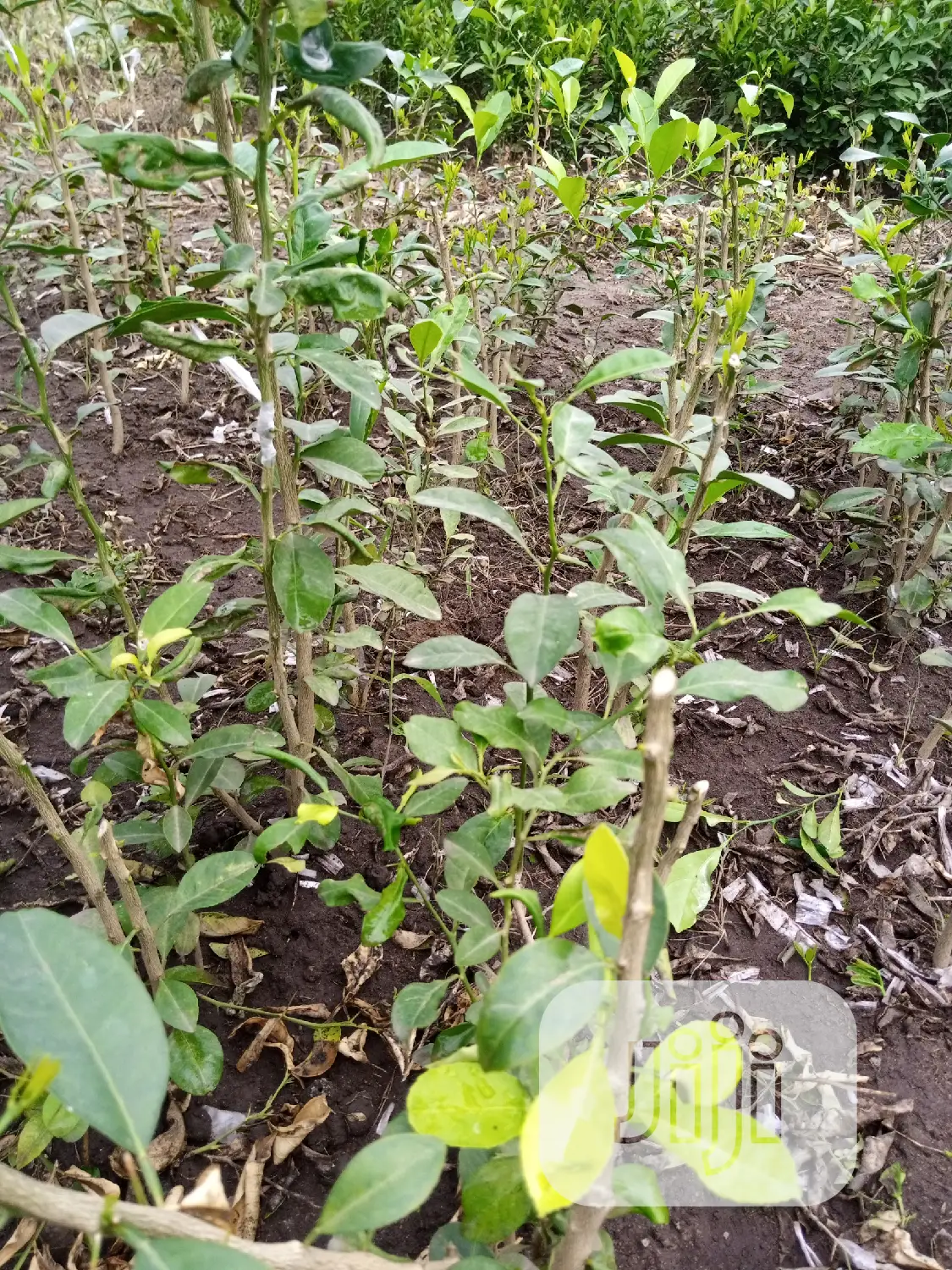 Budded Citrus Seedlings