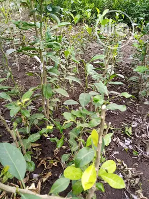 Budded Citrus Seedlings